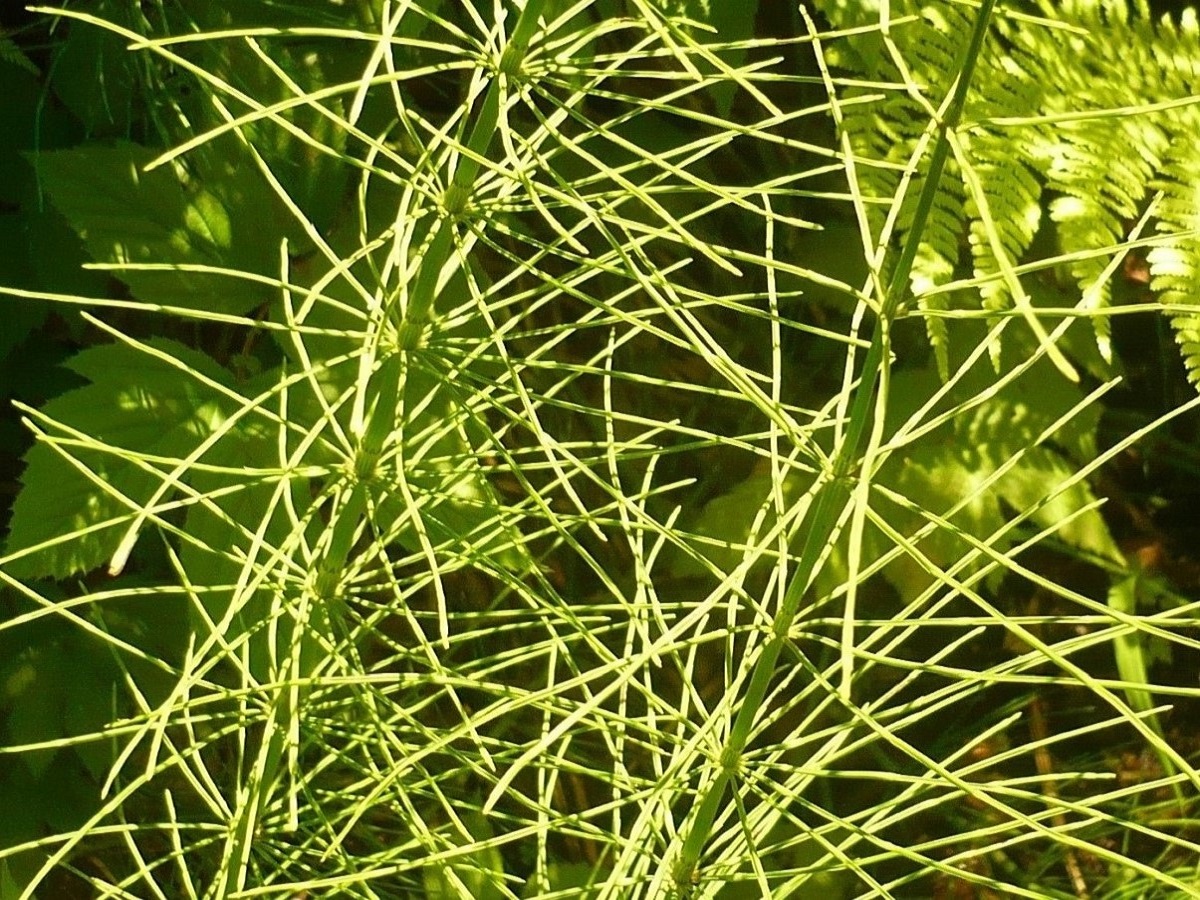 Equisetum x litorale (Equisetaceae)